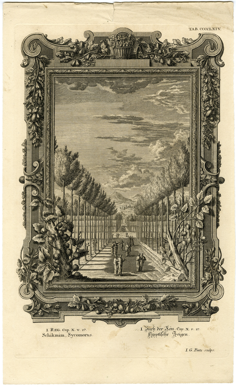 , Antique Print-OLD TESTAMENT-SYCAMORE FIG-CEDAR-PLENTIFUL-Pinz-Scheuchzer-1731, Pictura Antique Prints
