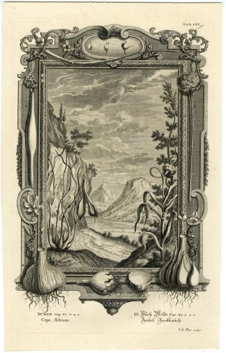 Antique Print-OLD TESTAMENT-BOOK OF NUMBERS-ONION-GARLIC-Pinz-Scheuchzer-1731
