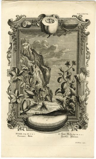 Antique Print-OLD TESTAMENT-BOOK OF NUMBERS-CUCUMBER-MELON-Pinz-Scheuchzer-1731