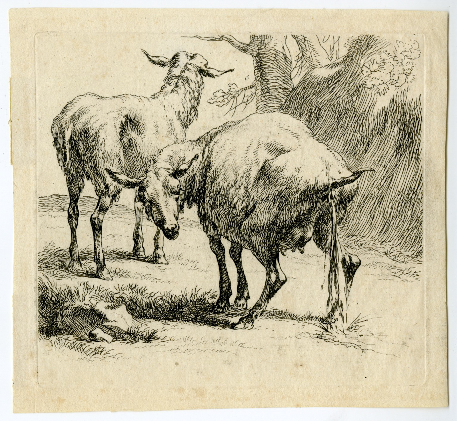 , Antique Master Print-PISSING-EWE-SHEEP-Berchem-1646-1652, Pictura Antique Prints