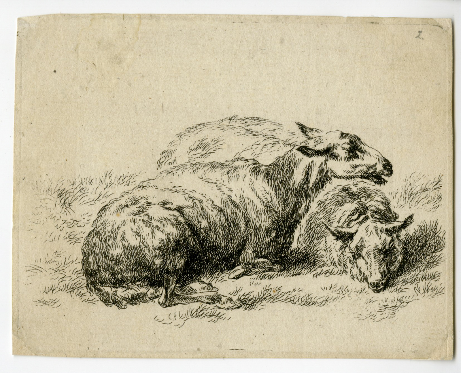 , Antique Master Print-TWO-SHEEP-LYING-Berchem-1646-1652, Pictura Antique Prints