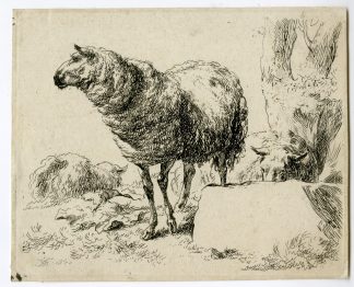 Antique Master Print-STANDING-SHEEP-Berchem-1646-1652