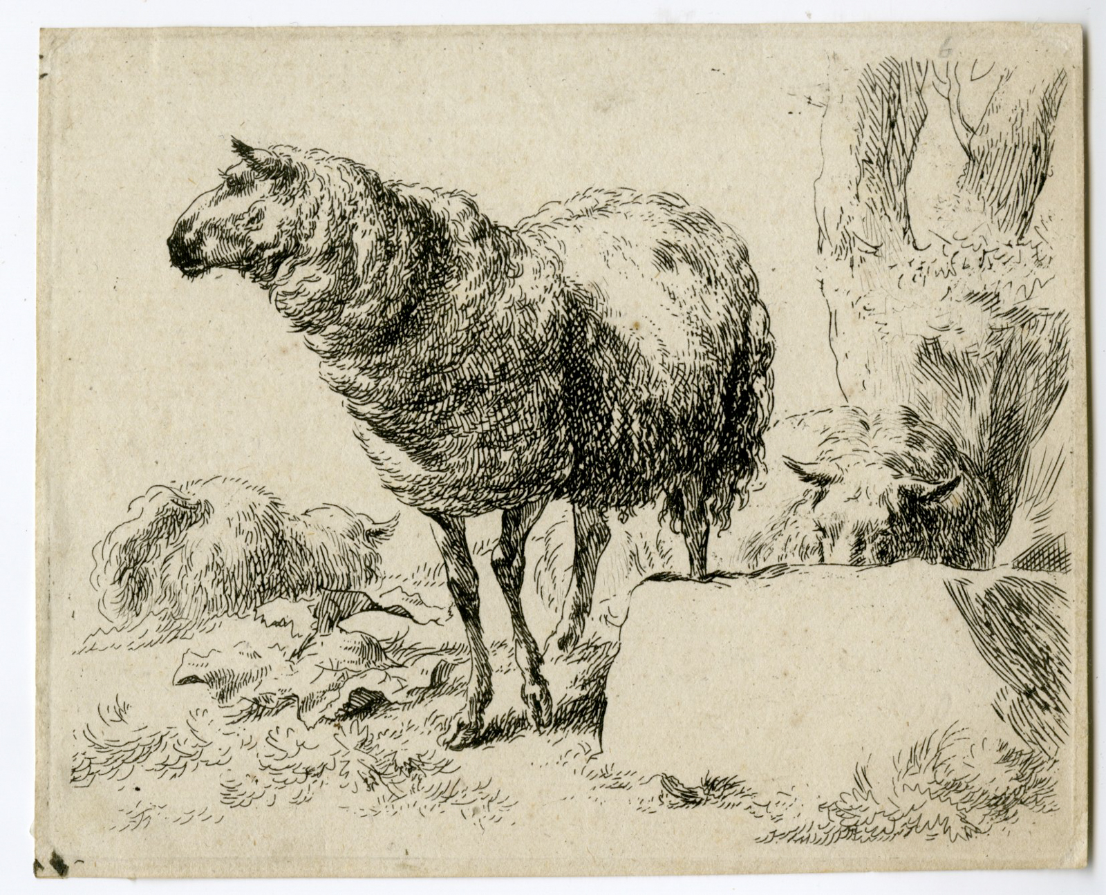 , Antique Master Print-STANDING-SHEEP-Berchem-1646-1652, Pictura Antique Prints