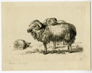Antique Master Print-TWO-RAMS-RECLINING-SHEEP-Berchem-1646-1652