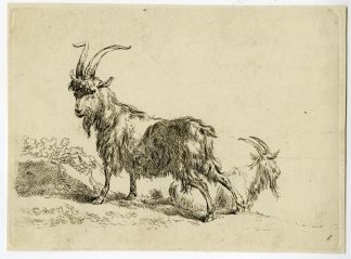 Antique Master Print-STANDING-GOAT-RECLINING-GOAT-Berchem-c.1670-1700