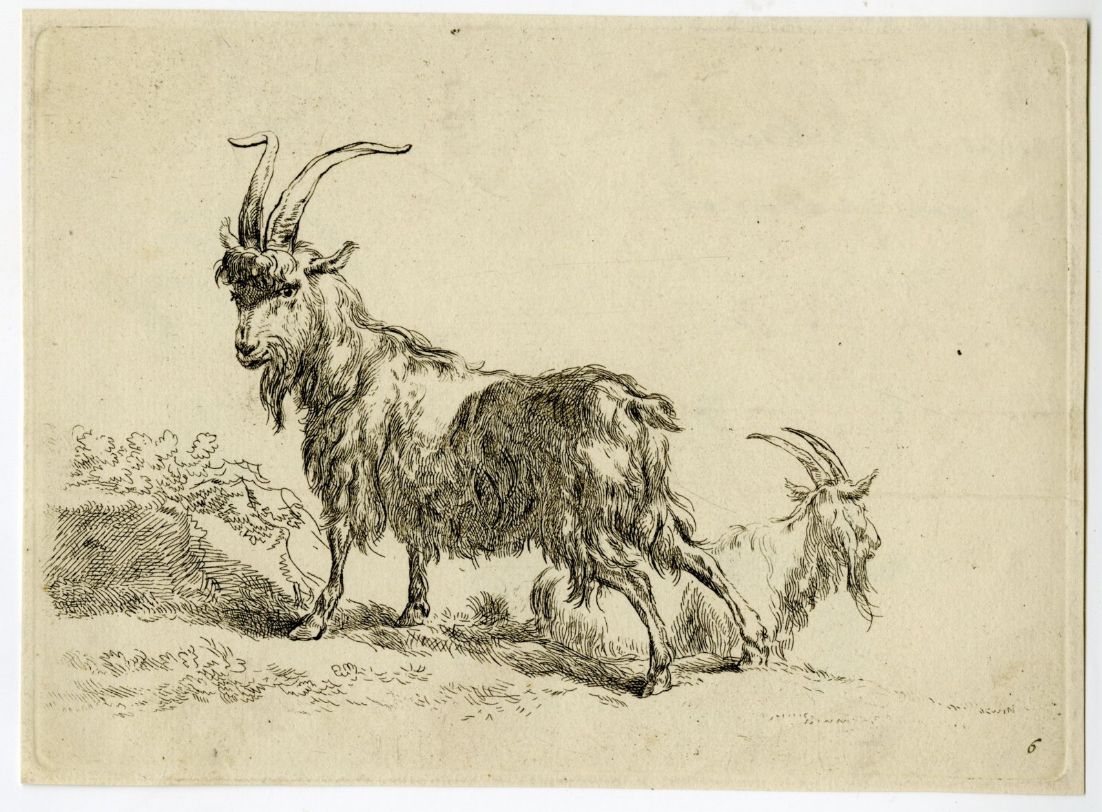 , Antique Master Print-STANDING-GOAT-RECLINING-GOAT-Berchem-c.1670-1700, Pictura Antique Prints