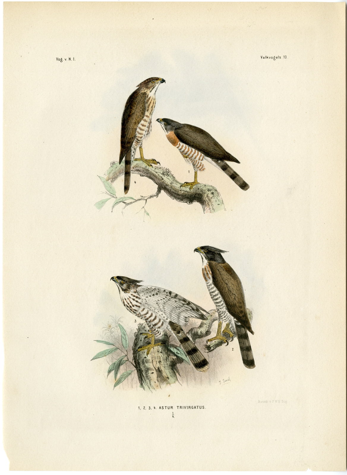 , Rare-Antique Print-ACCIPITER-TRIVIRGATUS-CRESTED-GOSHAWK-Trap-Smit-Schlegel-1863, Pictura Antique Prints