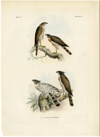 Antique Bird Prints- Schlegel-1863/66- Pittas-Kingfishers-Hawks