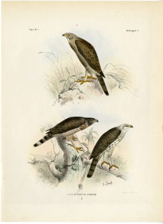 Rare-Antique Print-NISAETUS CIRRHATUS-CRESTED HAWK EAGLE-Trap-Smit-Schlegel-1863