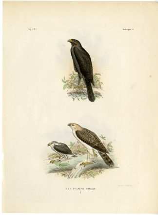 Rare-Antique Print-NISAETUS CIRRHATUS-CRESTED HAWK EAGLE-Trap-Smit-Schlegel-1863