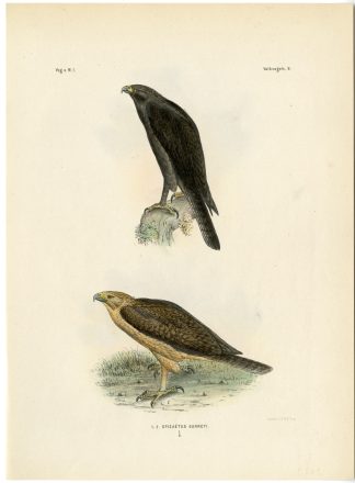 Rare-Antique Print-AQUILA GURNEYI-GURNEY'S EAGLE-Trap-Smit-Schlegel-1863