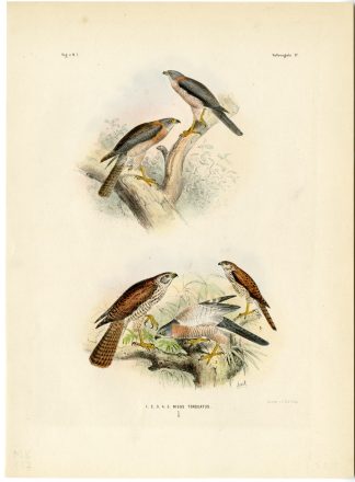 Rare-Antique Print-ACCIPITER NISUS-TORQUATUS-SPARROWHAWK-Trap-Smit-Schlegel-1863