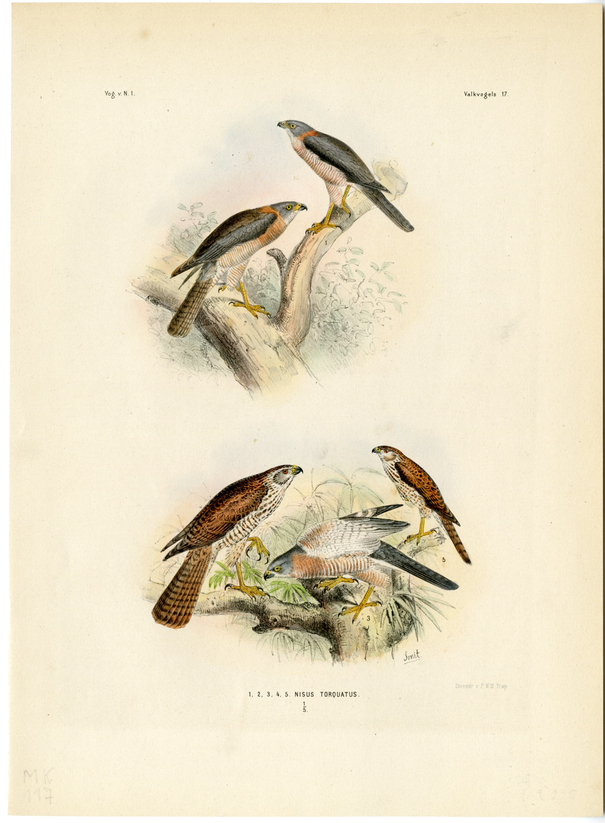 , Rare-Antique Print-ACCIPITER NISUS-TORQUATUS-SPARROWHAWK-Trap-Smit-Schlegel-1863, Pictura Antique Prints