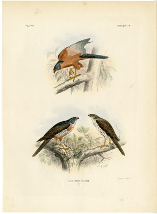 Rare-Antique Print-NISUS IOGASTER-SPARROWHAWK-Trap-Smit-Schlegel-1863