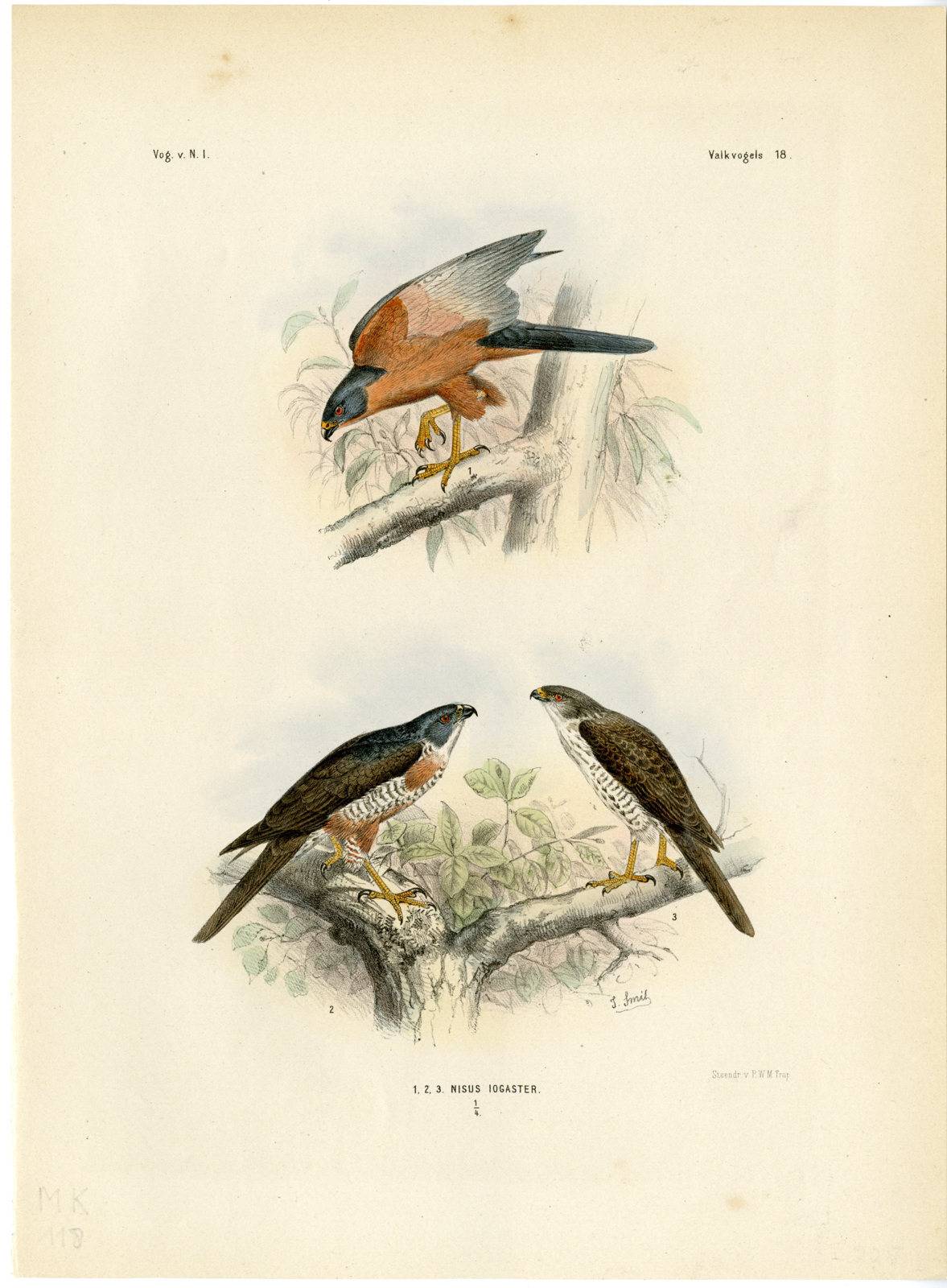 , Rare-Antique Print-NISUS IOGASTER-SPARROWHAWK-Trap-Smit-Schlegel-1863, Pictura Antique Prints