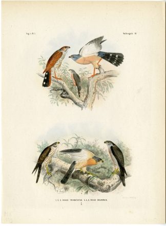 Rare-Antique Print-TACHYSPIZA TRINOTATA-SOLOENSIS-SPARROWHAWK-Trap-Schlegel-1863