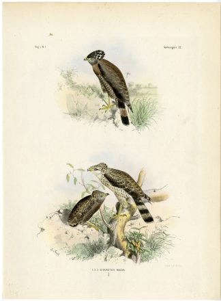 Rare-Antique Print-CIRCAETUS BACHA-SNAKE EAGLE-Trap-Smit-Schlegel-1863