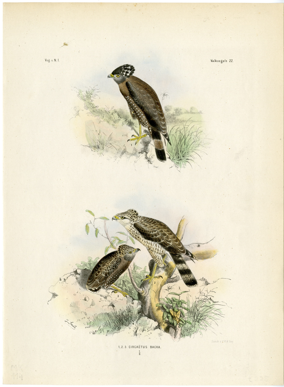 , Rare-Antique Print-CIRCAETUS BACHA-SNAKE EAGLE-Trap-Smit-Schlegel-1863, Pictura Antique Prints