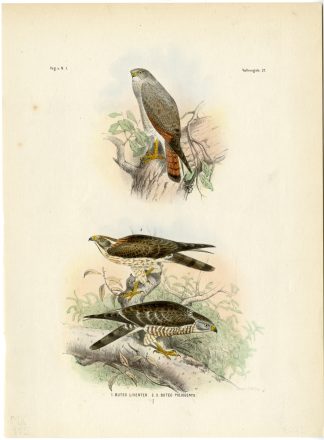 Rare-Antique Print-RUFOUS WINGED BUZZARD-BUTASTUR LIVENTER-Trap-Schlegel-1863