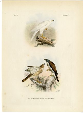 Rare-Antique Print-SULAWESI GOSHAWK-GREY-TACHYSPIZA-Trap-Smit-Schlegel-1863