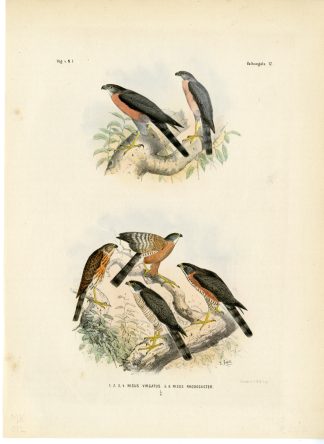 Rare-Antique Print-BESRA-VINOUS BREASTED SPARROWHAWK-Trap-Smit-Schlegel-1863