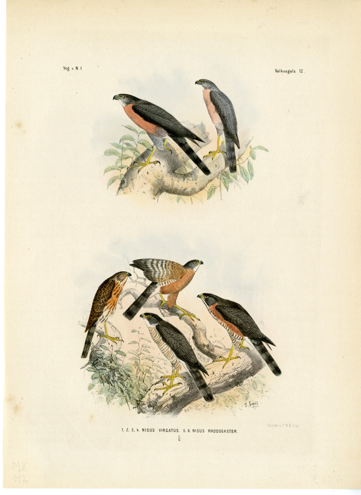 , Rare-Antique Print-BESRA-VINOUS BREASTED SPARROWHAWK-Trap-Smit-Schlegel-1863, Pictura Antique Prints