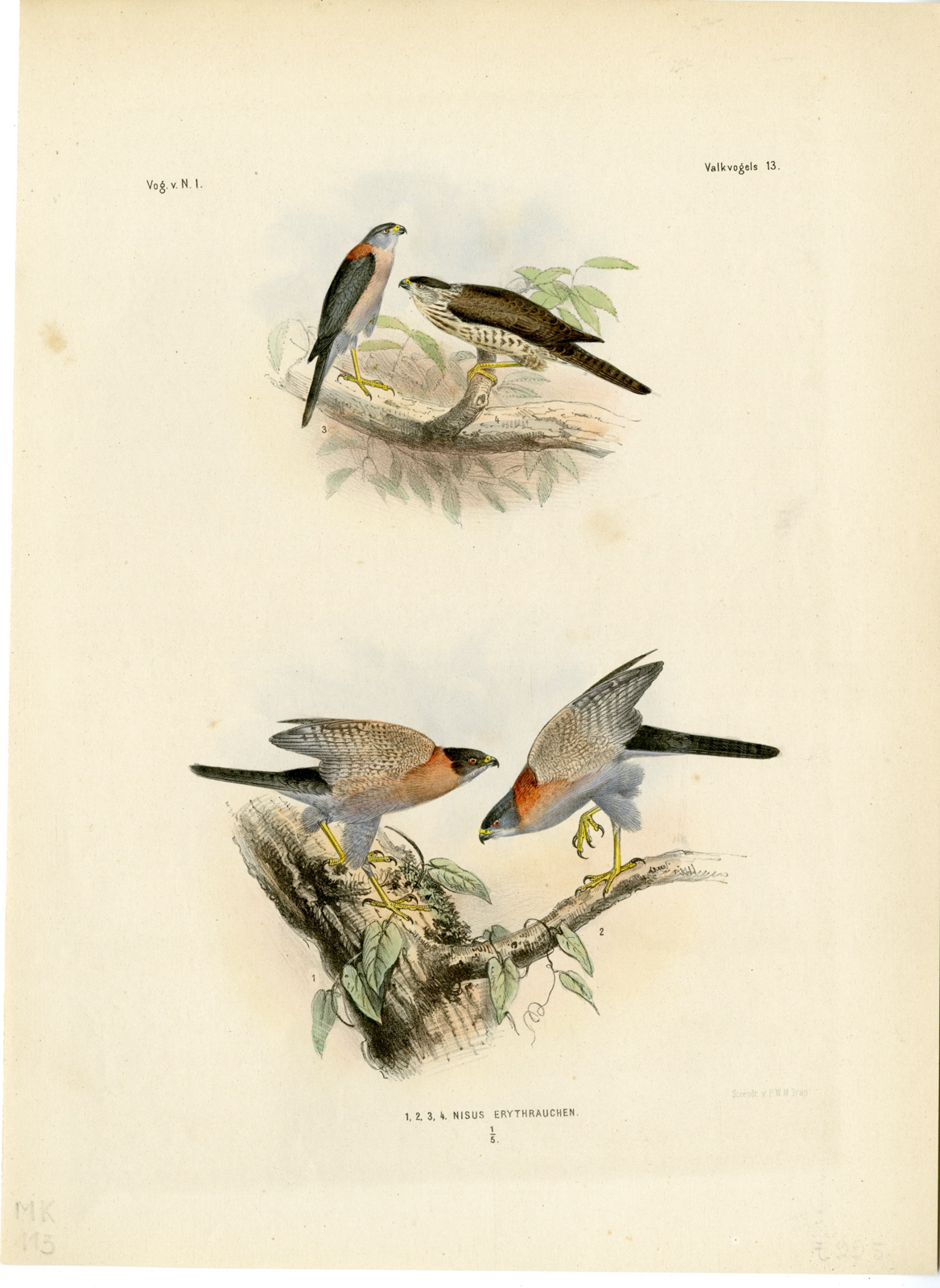 , Rare-Antique Print-RUFOUS NECKED SPARROWHAWK-TACHYSPIZA-Trap-Smit-Schlegel-1863, Pictura Antique Prints