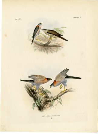 Rare-Antique Print-RUFOUS NECKED SPARROWHAWK-TACHYSPIZA-Trap-Smit-Schlegel-1863