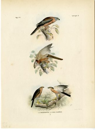 Rare-Antique Print-VARIABLE GOSHAWK-VINOUS BREASTED SPARROWHAWK-Schlegel-1863