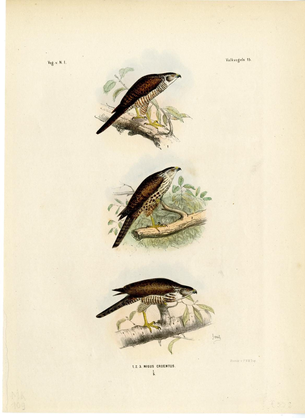 , Rare-Antique Print-VARIABLE GOSHAWK-TACHYSPIZA HIOGASTER-Trap-Smit-Schlegel-1863, Pictura Antique Prints