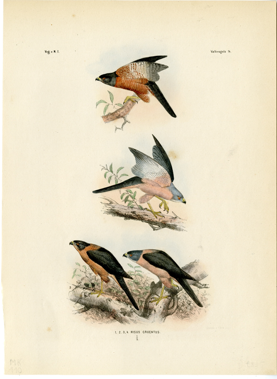 , Rare-Antique Print-VARIABLE GOSHAWK-TACHYSPIZA HIOGASTER-Trap-Smit-Schlegel-1863, Pictura Antique Prints
