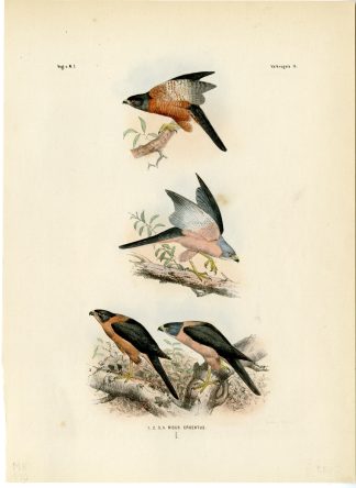 Rare-Antique Print-VARIABLE GOSHAWK-TACHYSPIZA HIOGASTER-Trap-Smit-Schlegel-1863