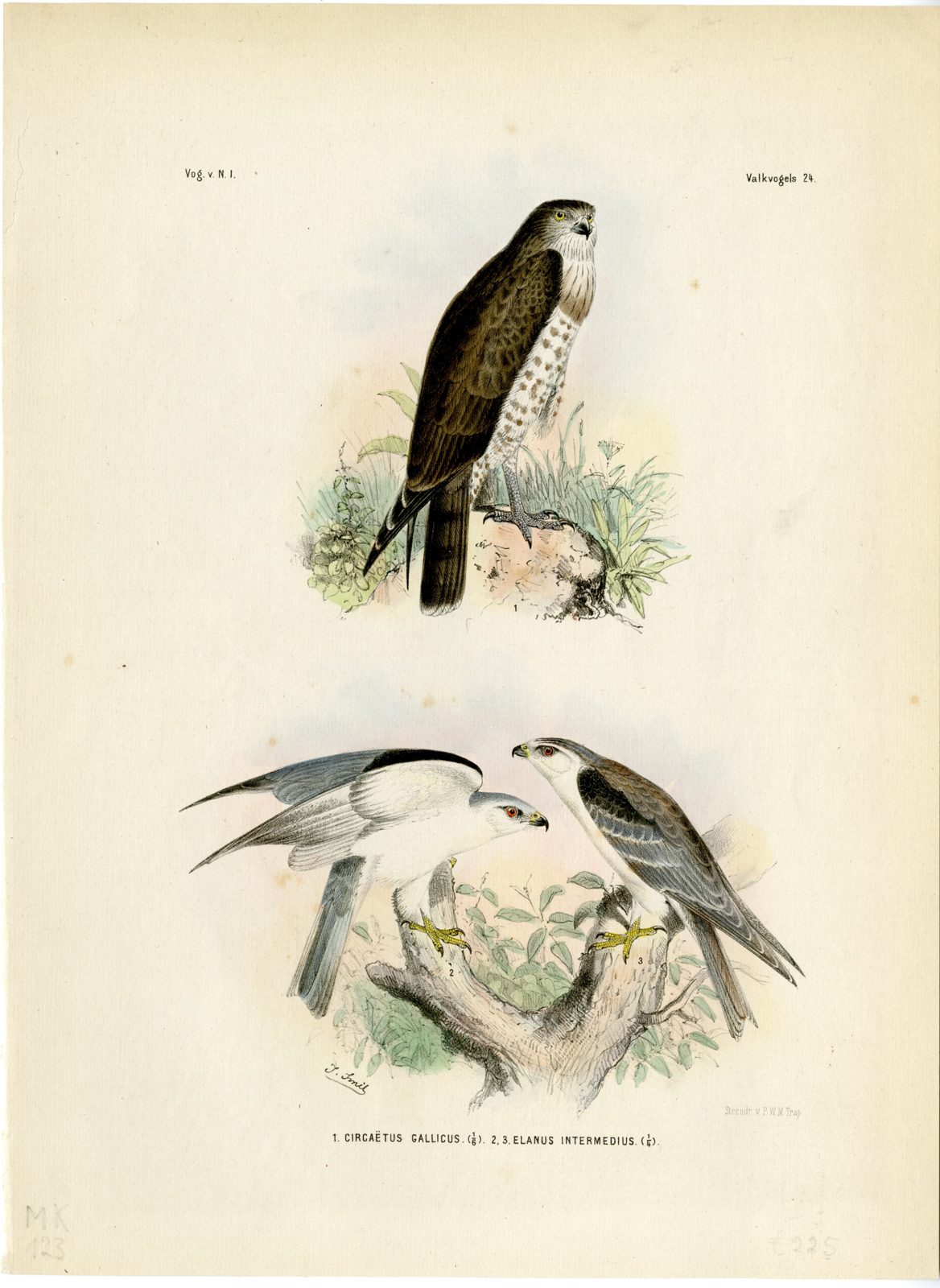 , Rare-Antique Print-CIRCAETUS GALLICUS-ELANUS CAERULEUS-KITE-Trap-Schlegel-1863, Pictura Antique Prints