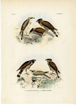 Rare-Antique Print-SULAWESI SERPENT EAGLE-SPILORNIS-RUFIPECTUS-Schlegel-1863