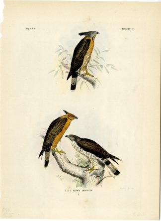 Rare-Antique Print-SULAWESI HONEY BUZZARD-PERNIS CELEBENSIS-Trap-Schlegel-1863