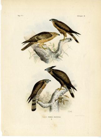 Rare-Antique Print-SULAWESI HONEY BUZZARD-PERNIS CELEBENSIS-Trap-Schlegel-1863