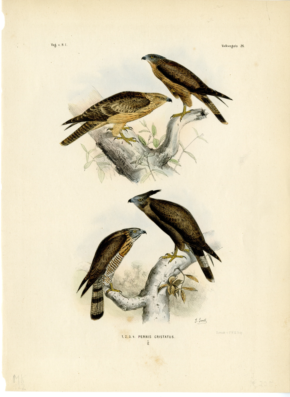 , Rare-Antique Print-SULAWESI HONEY BUZZARD-PERNIS CELEBENSIS-Trap-Schlegel-1863, Pictura Antique Prints