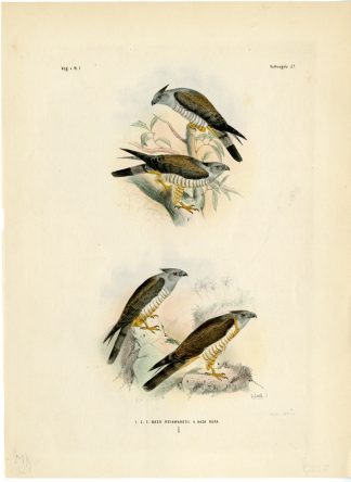 Rare-Antique Print-PACIFIC BAZA-AVICEDA SUBCRISTATA-RUFA-Trap-Smit-Schlegel-1863