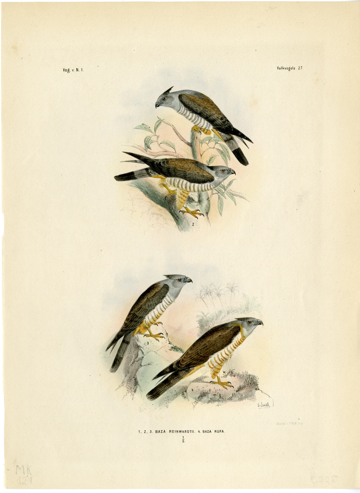 , Rare-Antique Print-PACIFIC BAZA-AVICEDA SUBCRISTATA-RUFA-Trap-Smit-Schlegel-1863, Pictura Antique Prints