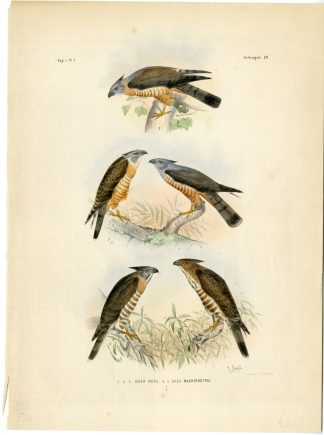 Rare-Antique Print-JERDON'S BAZA-AVICEDA JERDONI-RUFA-PACIFIC-Trap-Schlegel-1863