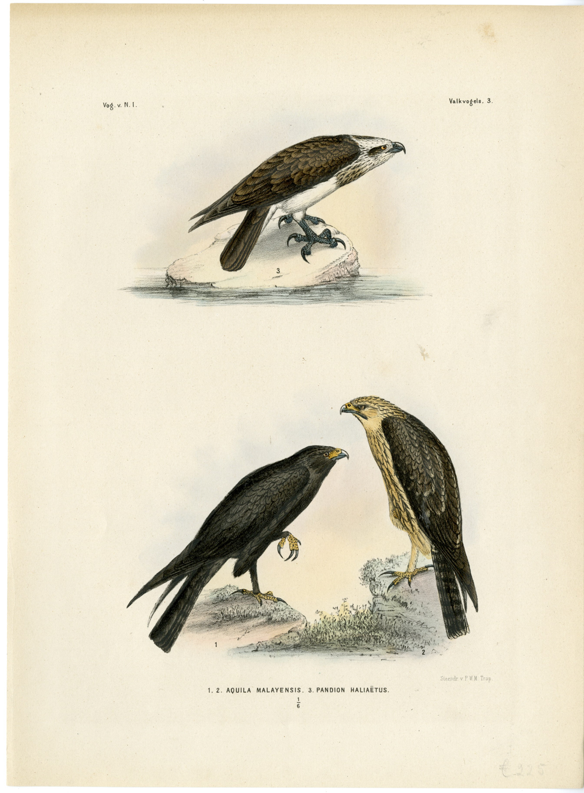 , Rare-Antique Print-BLACK EAGLE-OSPREY-PANDION HALIAETUS-Trap-Smit-Schlegel-1863, Pictura Antique Prints