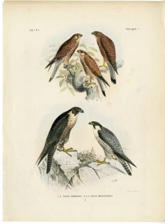 Rare-Antique Print-FALCO PEREGRINUS-MOLUCCENSIS-SPOTTED KESTREL-Schlegel-1863