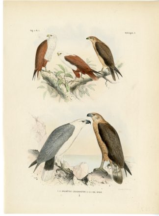 Rare-Antique Print-WHITE BELLIED SEA EAGLE-BRAHMINY KITE-Trap-Smit-Schlegel-1863