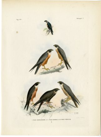 Rare-Antique Print-BAT FALCON-OREINTAL HOBBY-RUFIGULARIS-Trap-Smit-Schlegel-1863