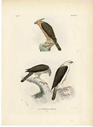 Rare-Antique Print-NISAETUS CIRRHATUS-CRESTED HAWK EAGLE-Trap-Smit-Schlegel-1863