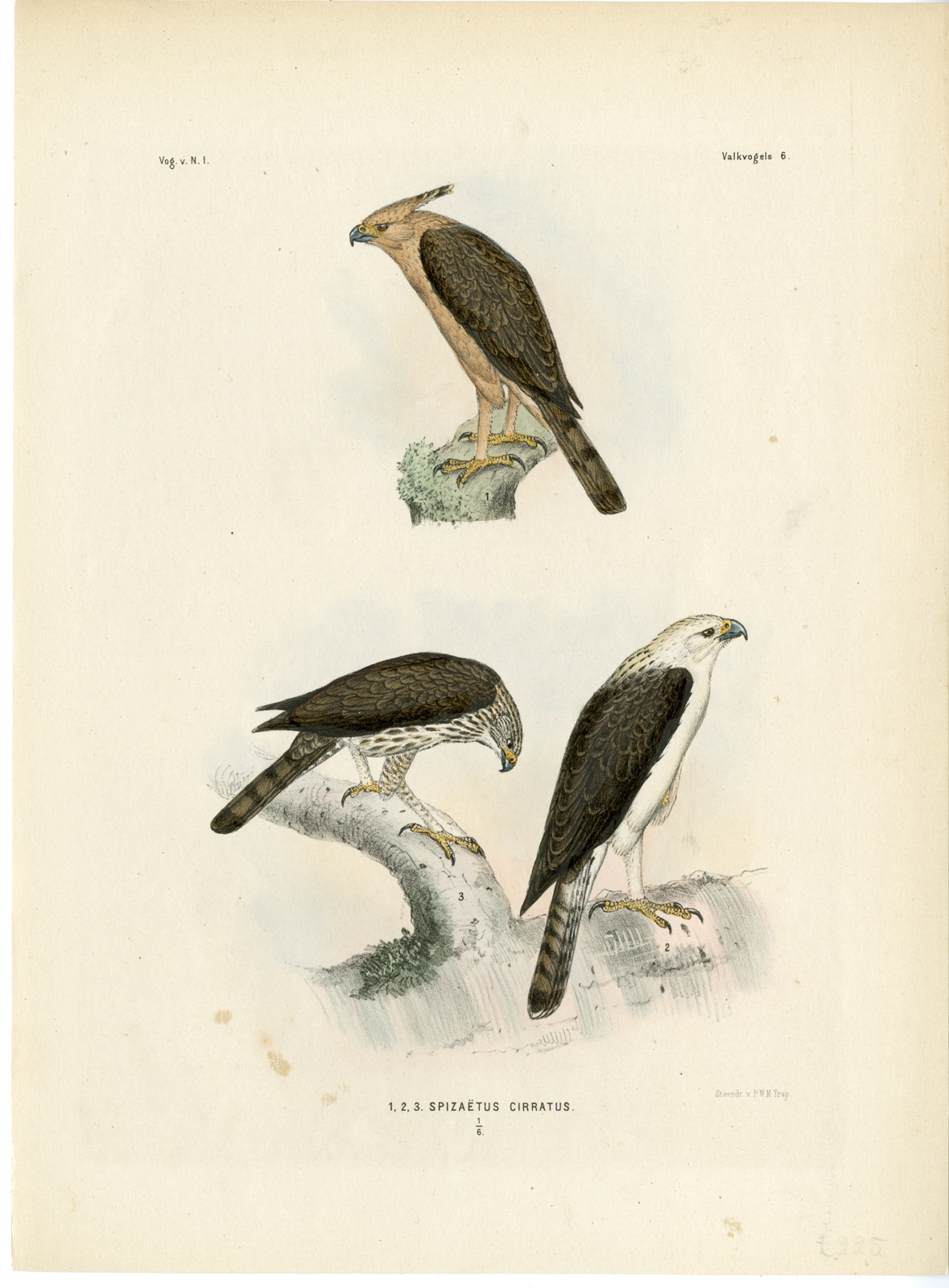 , Rare-Antique Print-NISAETUS CIRRHATUS-CRESTED HAWK EAGLE-Trap-Smit-Schlegel-1863, Pictura Antique Prints