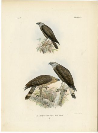 Rare-Antique Print-LESSER FISH EAGLE-ICTHYOPHAGA HUMILIS-Trap-Smit-Schlegel-1863