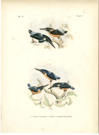 Rare-Antique Print-COMMON KINGFISHER-ALCEDO ATTHIS-EURYZONA-Trap-Schlegel-1863