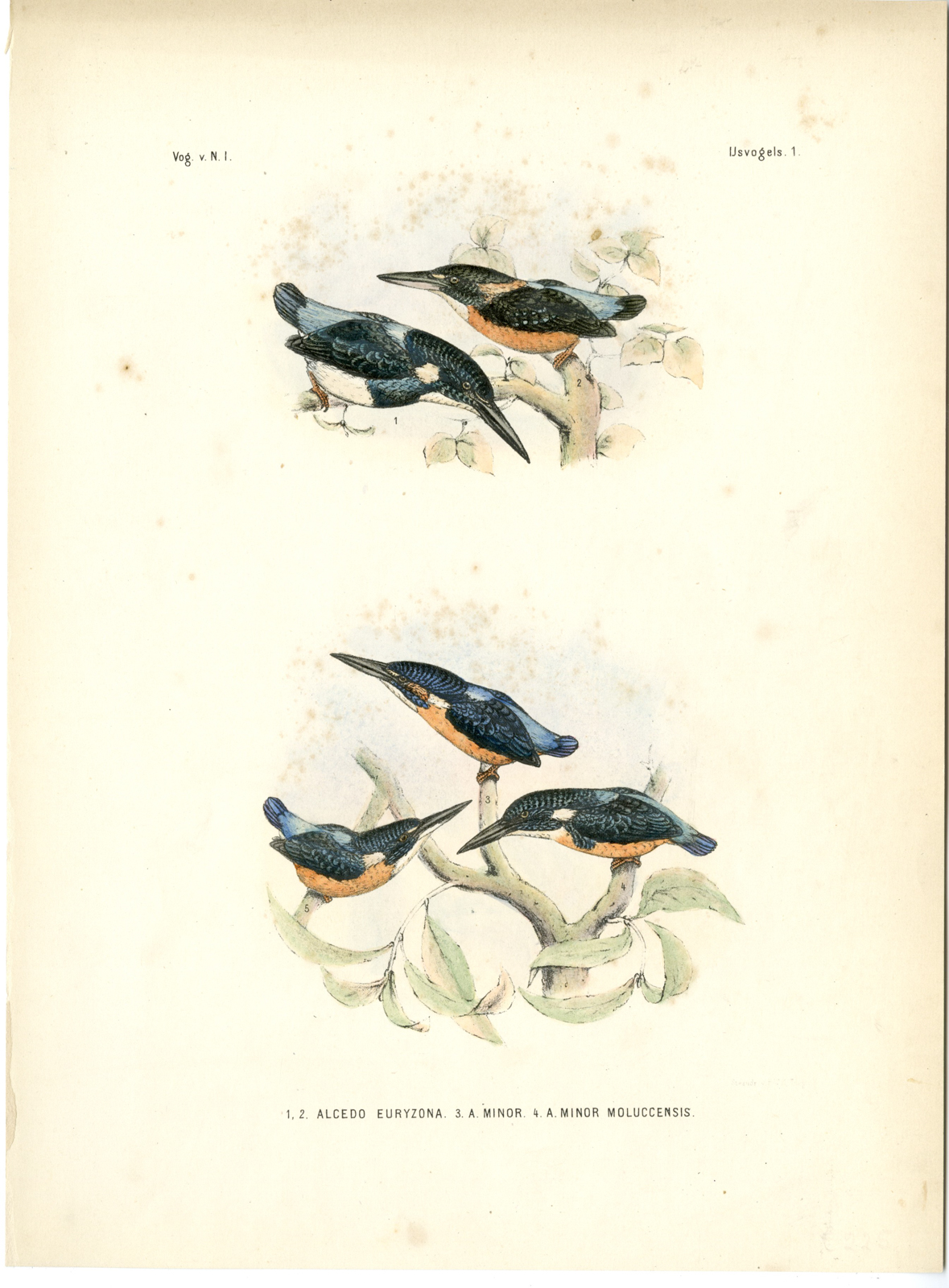 , Rare-Antique Print-COMMON KINGFISHER-ALCEDO ATTHIS-EURYZONA-Trap-Schlegel-1863, Pictura Antique Prints