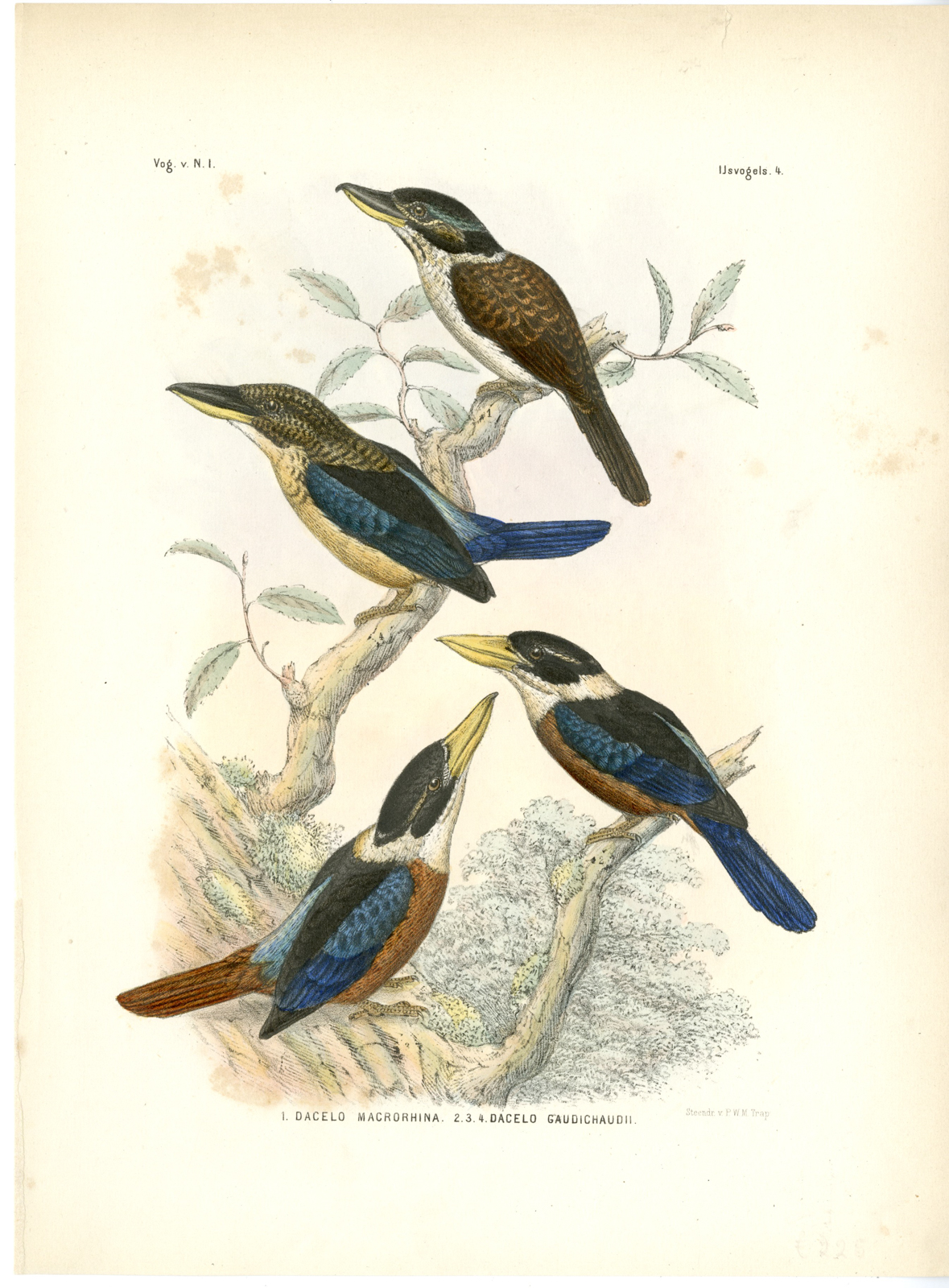 , Rare-Antique Print-HOOK BILLED KINGFISHER-KOOKABURRA-DACELO-Trap-Schlegel-1863, Pictura Antique Prints